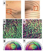 Polarization sensitive optical coherence tomography with single input for imaging depth-resolved collagen organizations