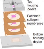 Stacking thick perfusable human microvascular grafts enables dense vascularity and rapid integration into infarcted rat hearts